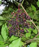 Pokojov rostliny: Liv > Bez ern (Sambucus nigra)