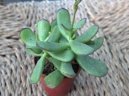 Pokojov rostliny:  > Kotyledon (Cotyledon)